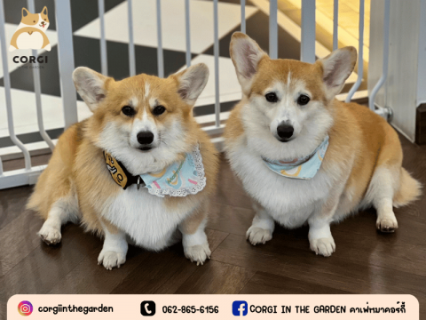 ร้านคาเฟ่คอร์กี้ ราคาหลักร้อย